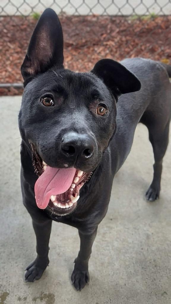 Harry, Adoptable, Young Male Mixed Breed.