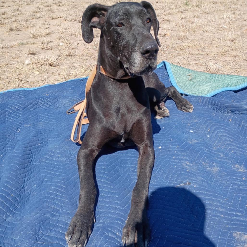 Sable, a Adoptable Great Dane in West Islip, NY image 1/4