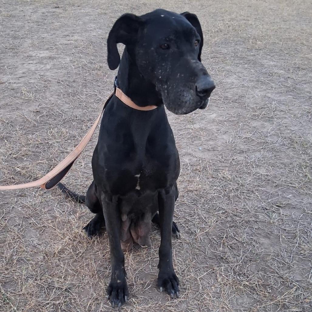 Sable, a Adoptable Great Dane in West Islip, NY image 2/4