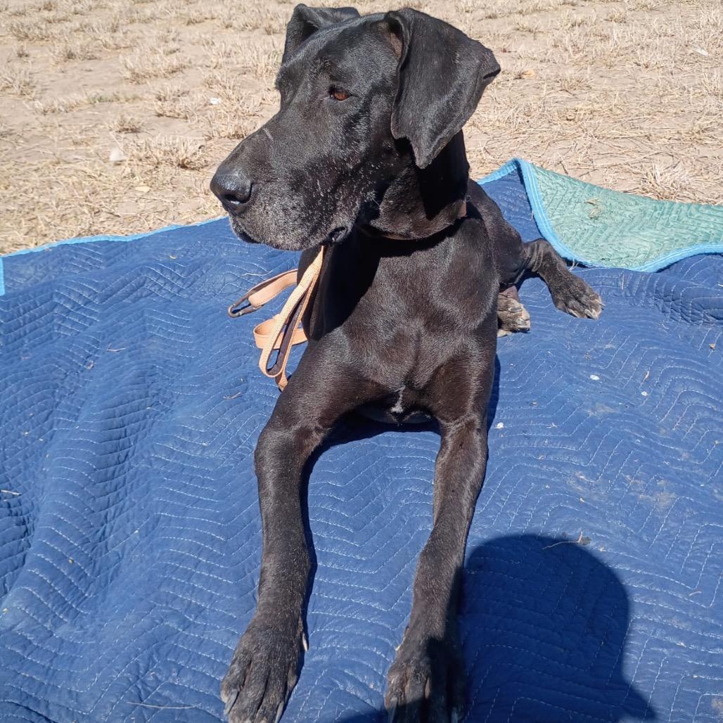 Sable, a Adoptable Great Dane in West Islip, NY image 3/4