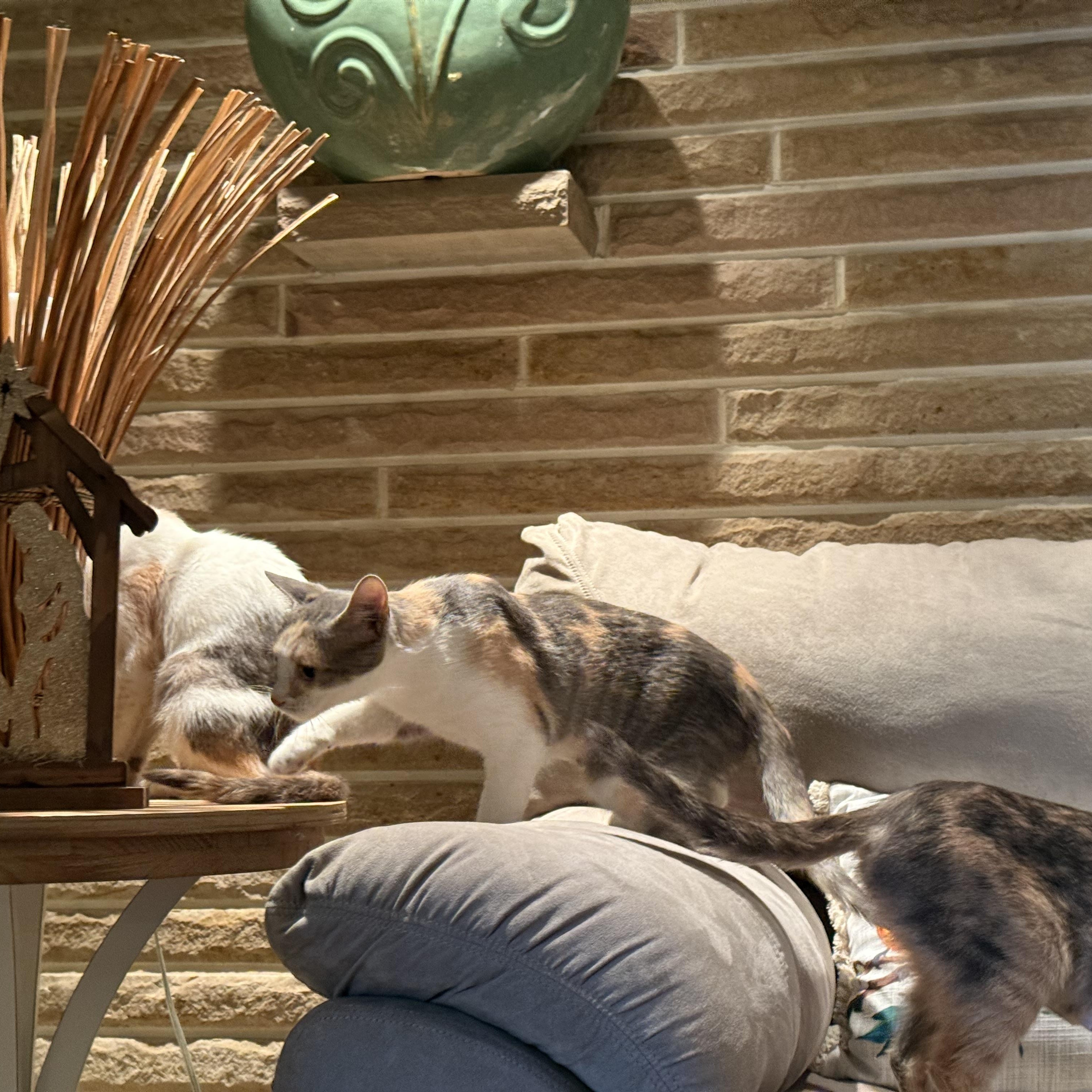 Enlarge Cali and Bubbles, a Adoptable Domestic Short Hair in Atwater, OH image 1/4