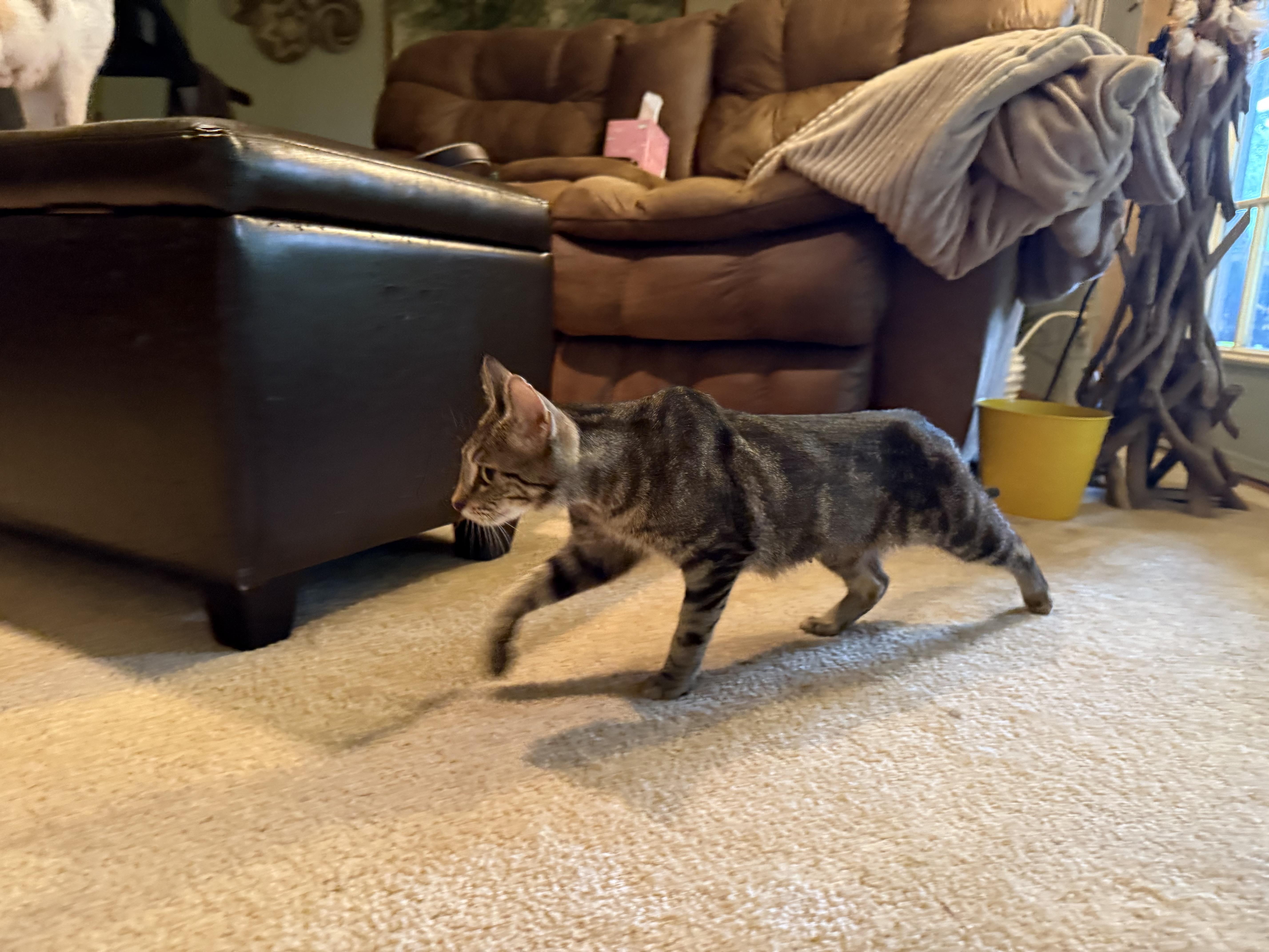 Enlarge Cali and Bubbles, a Adoptable Domestic Short Hair in Atwater, OH image 2/4