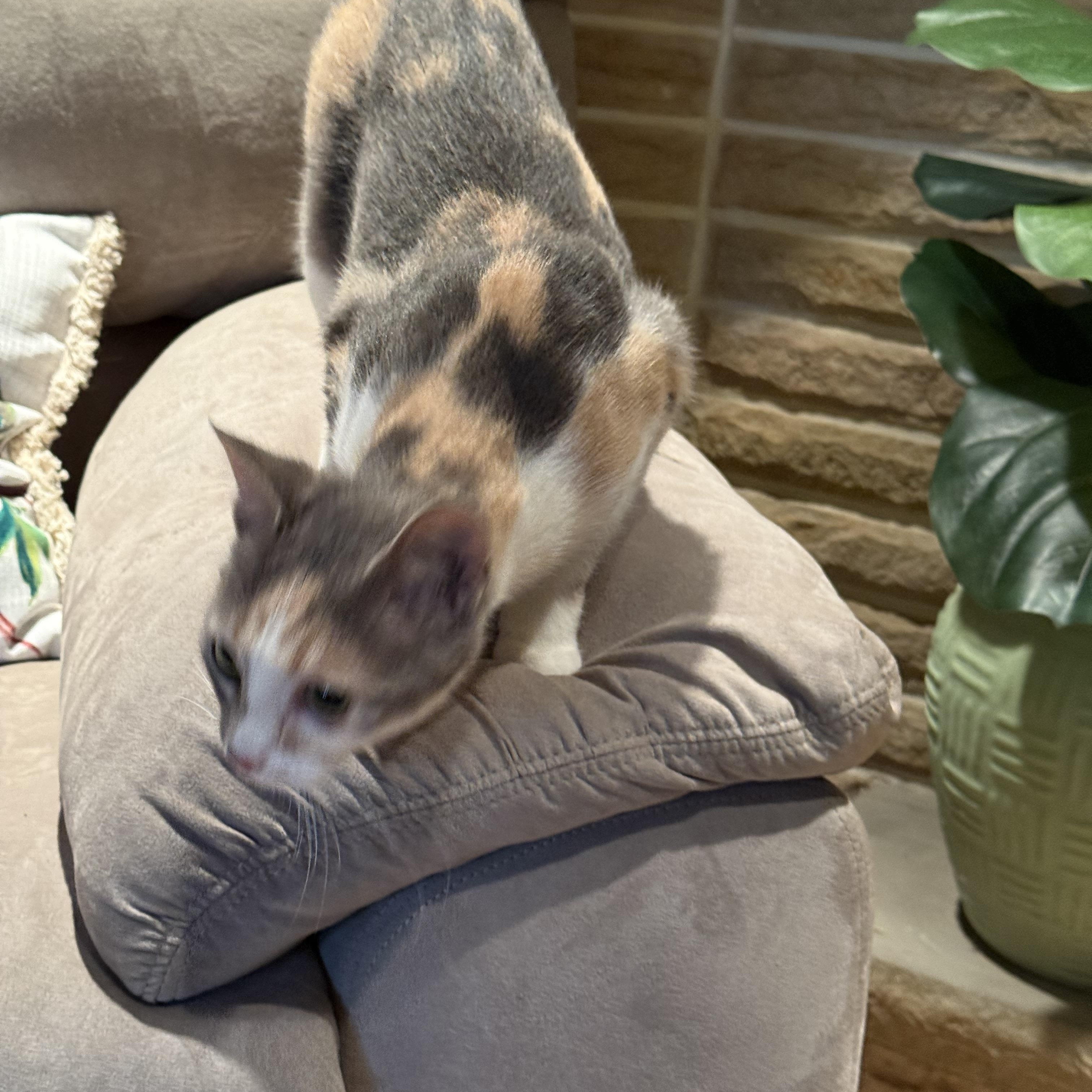 Enlarge Cali and Bubbles, a Adoptable Domestic Short Hair in Atwater, OH image 3/4