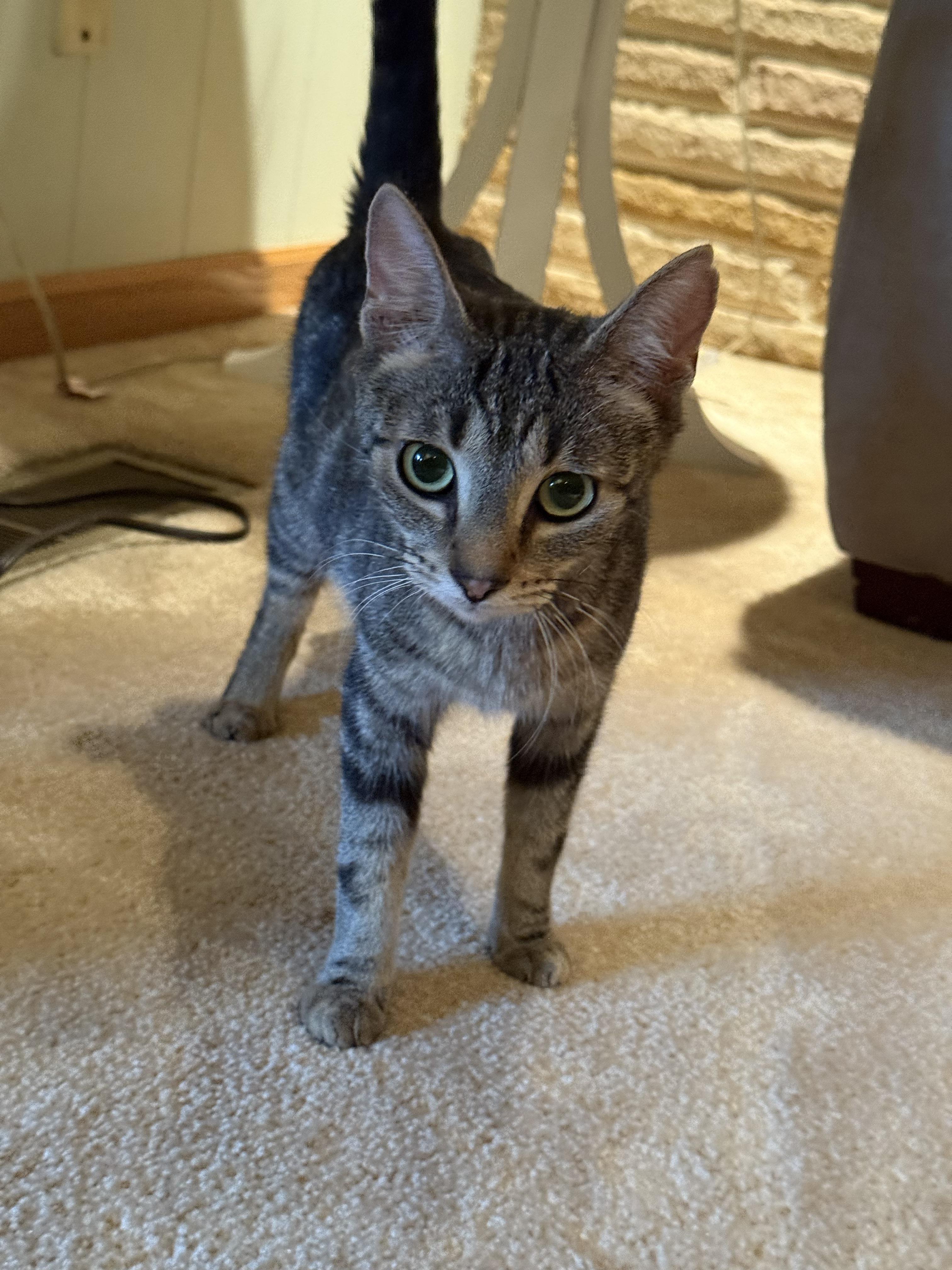 Enlarge Cali and Bubbles, a Adoptable Domestic Short Hair in Atwater, OH image 4/4