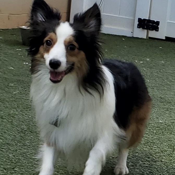 Enlarge Sonic, an adoptable mixed breed in Charlotte, NC image 1/1