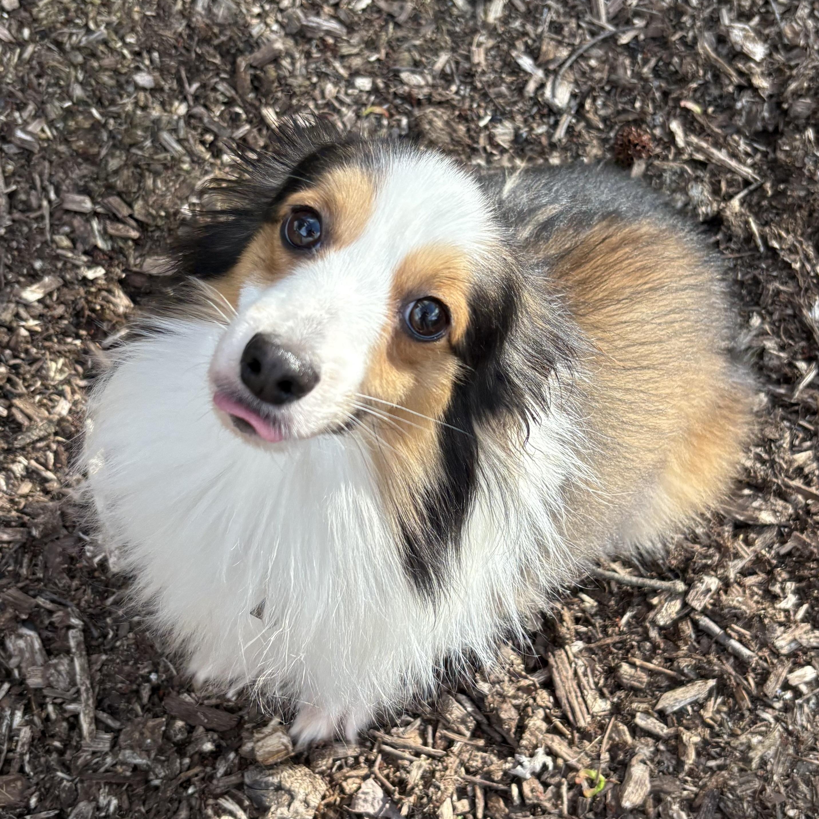 Enlarge Sonic, an adoptable mixed breed in Charlotte, NC image 2/4