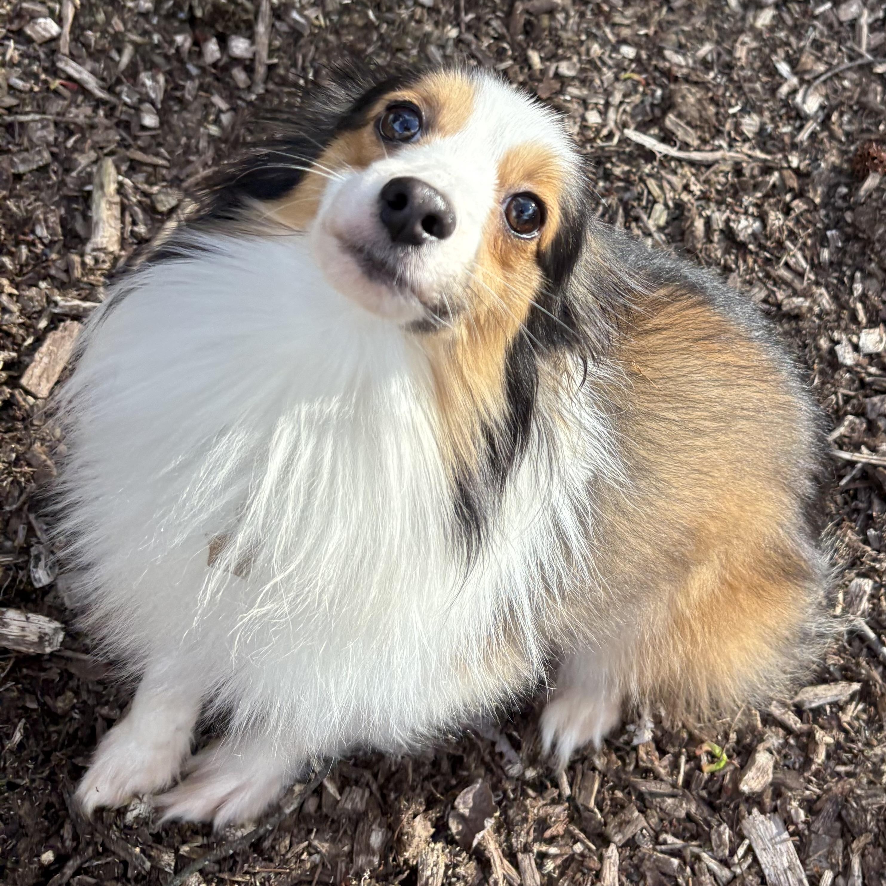 Enlarge Sonic, an adoptable mixed breed in Charlotte, NC image 3/4