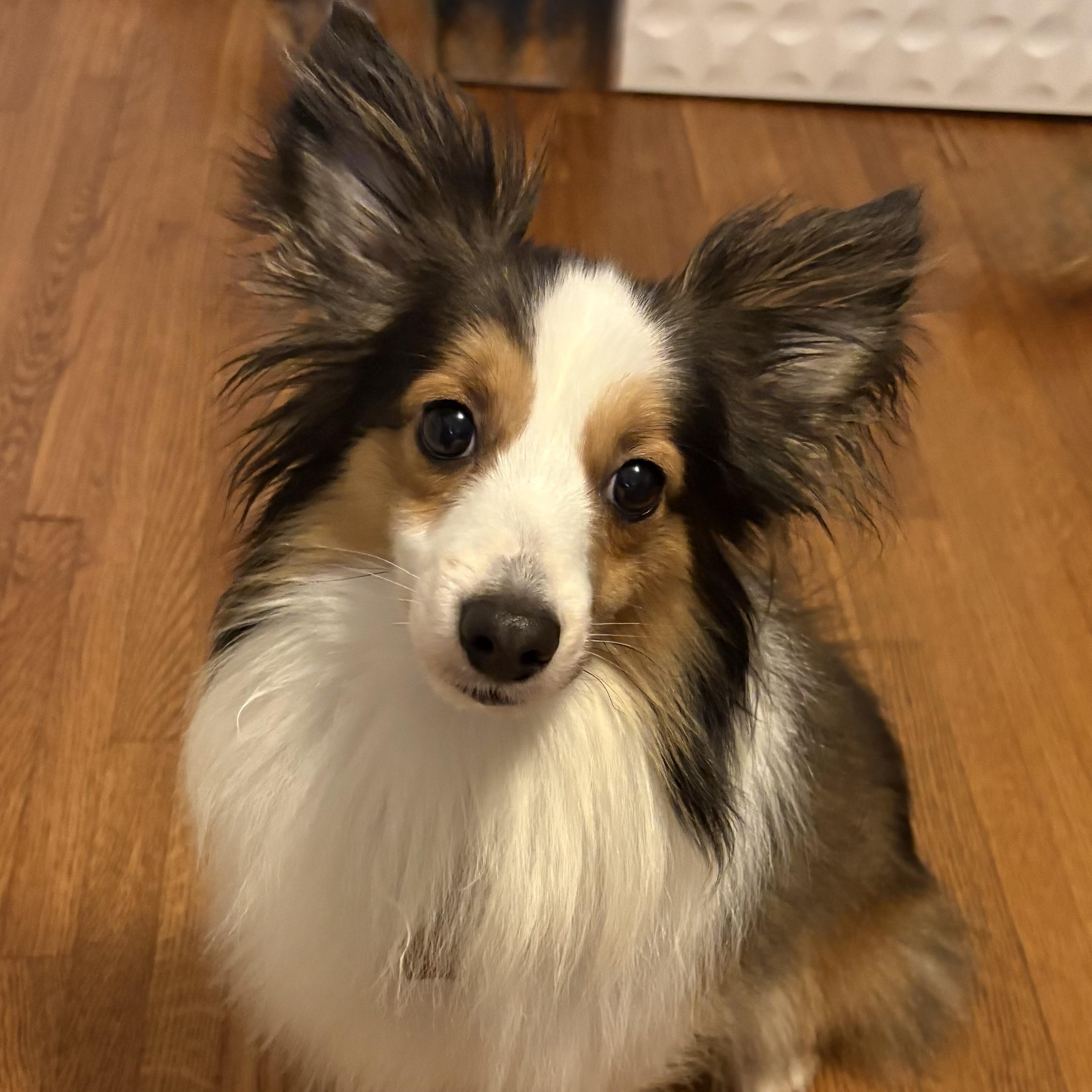 Sonic, adoptable, Young Male Shetland Sheepdog / Sheltie & Papillon.