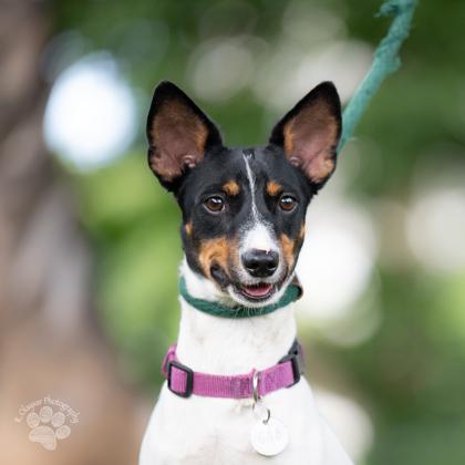 Zanzabar, Adoptable, Adult Male Terrier & Mixed Breed.