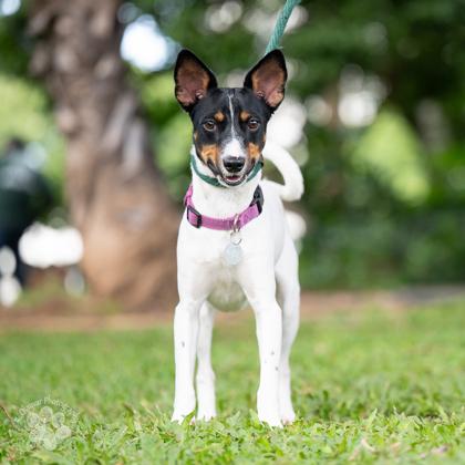 Enlarge Zanzabar, a Adoptable mixed breed in Honolulu, HI image 2/3