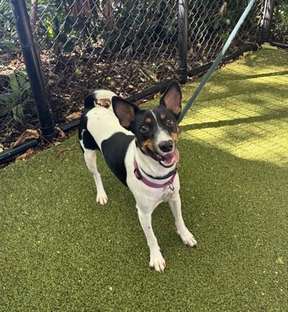 Enlarge Zanzabar, a Adoptable mixed breed in Honolulu, HI image 3/3