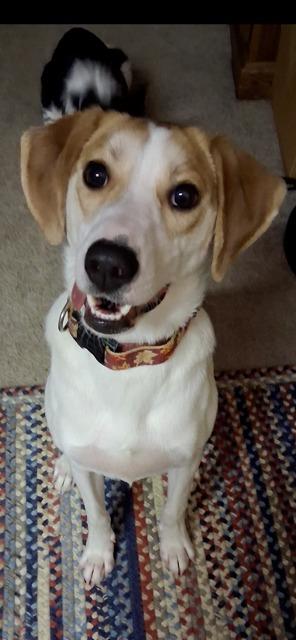 SUNI, Adoptable, Young Female Beagle & Labrador Retriever.