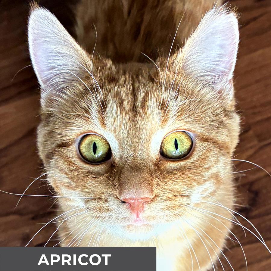 Enlarge Apricot, a Adoptable Domestic Short Hair in Etobicoke, ON image 2/6