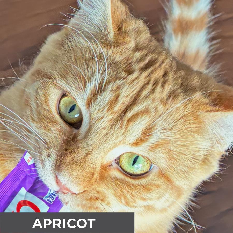 Enlarge Apricot, a Adoptable Domestic Short Hair in Etobicoke, ON image 4/6