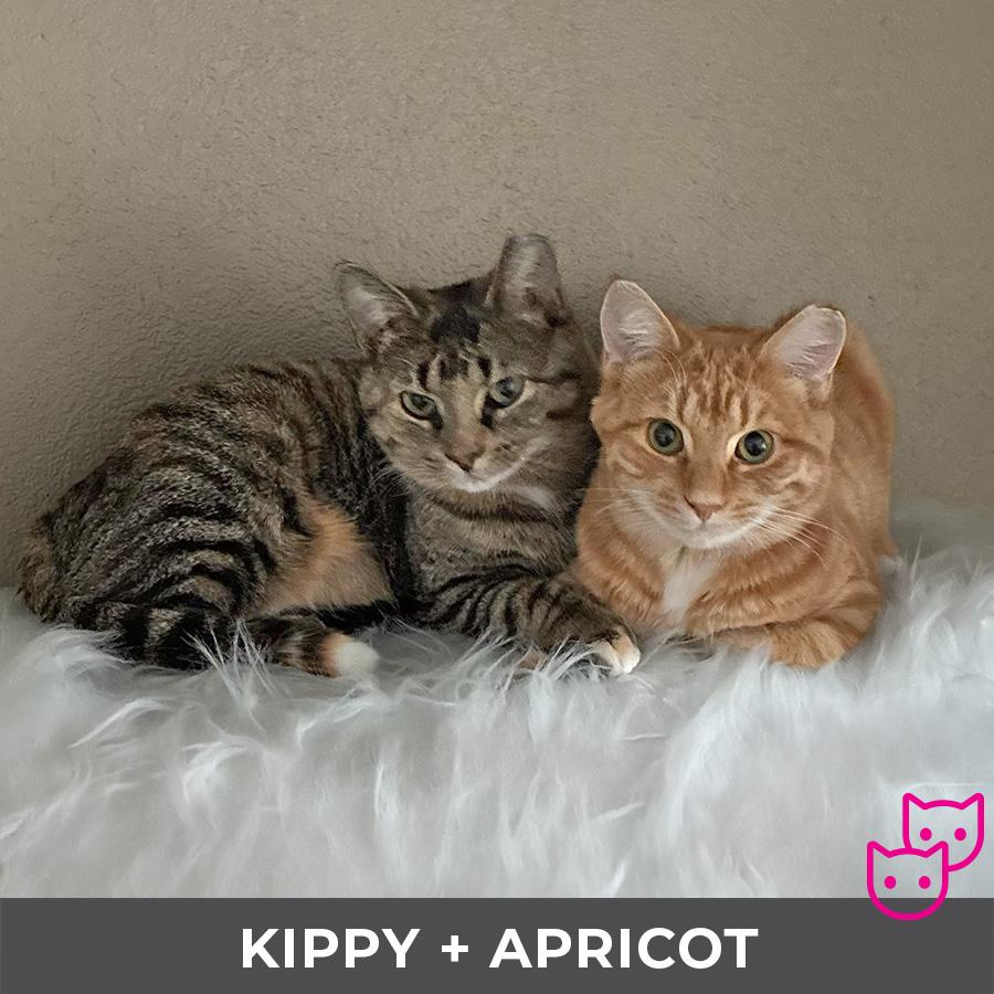 Enlarge Apricot (bonded with Kippy), a Adoptable Domestic Short Hair in Etobicoke, ON image 5/6