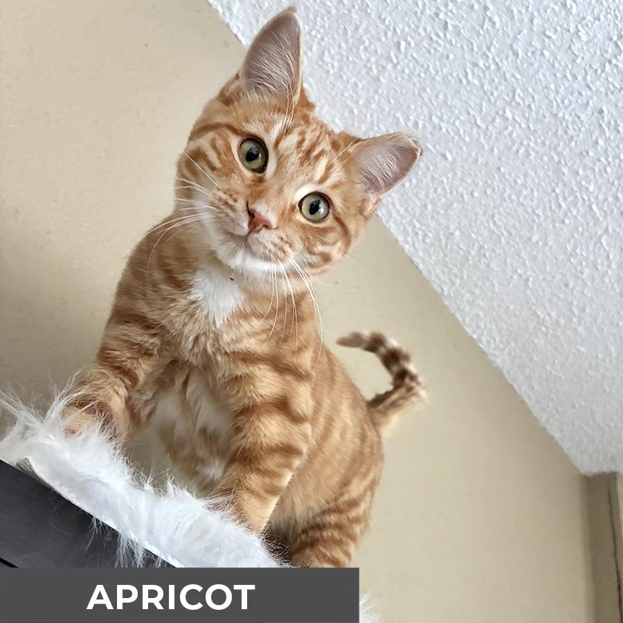 Enlarge Apricot, a Adoptable Domestic Short Hair in Etobicoke, ON image 6/6