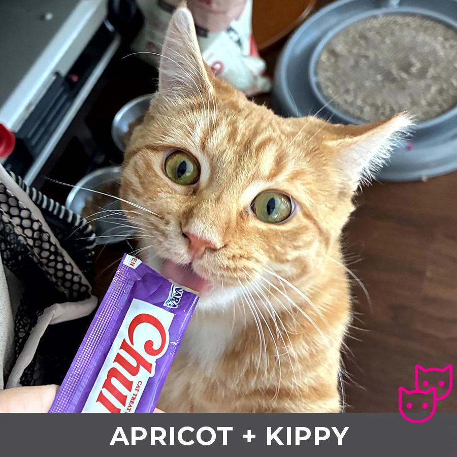Enlarge Apricot (bonded with Kippy), a Adoptable Domestic Short Hair in Etobicoke, ON image 3/6