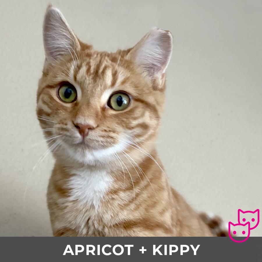 Apricot (bonded with Kippy), Adoptable, Young Female Domestic Short Hair.
