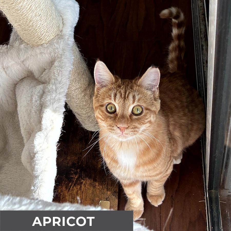 Enlarge Apricot, a Adoptable Domestic Short Hair in Etobicoke, ON image 5/6