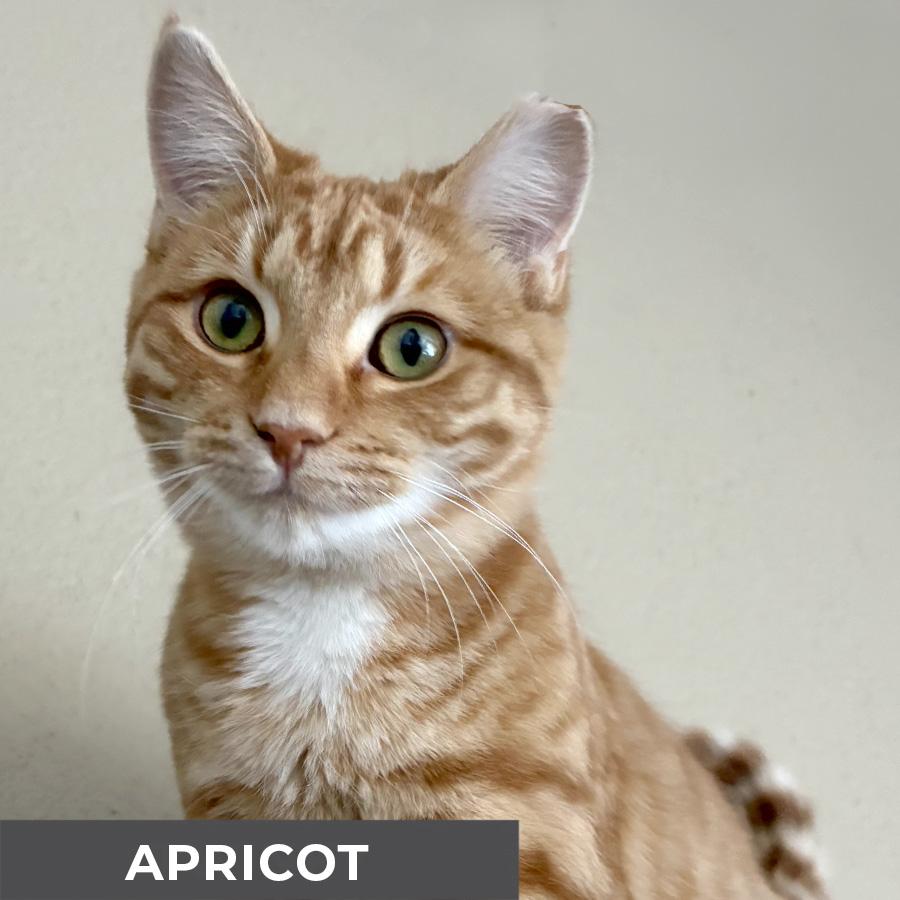 Enlarge Apricot, a Adoptable Domestic Short Hair in Etobicoke, ON image 1/6