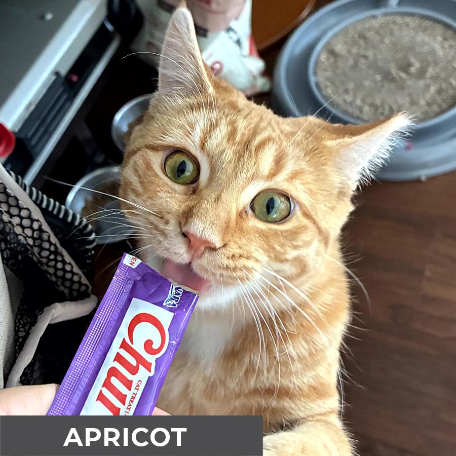 Enlarge Apricot, a Adoptable Domestic Short Hair in Etobicoke, ON image 3/6