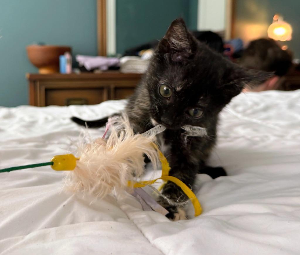 Maggie, Adoptable, Kitten Female Domestic Short Hair.