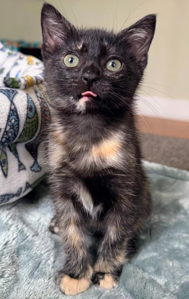 Maggie, a Adoptable mixed breed in Evans, GA image 2/3
