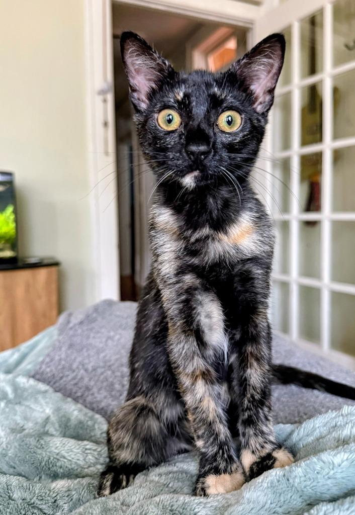 Maggie, Adoptable, Kitten Female Domestic Short Hair.