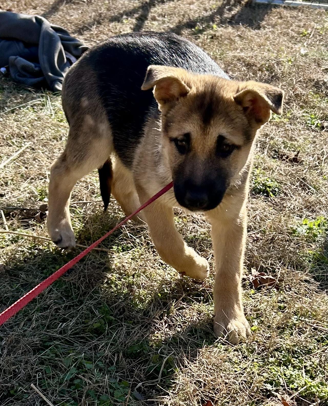Noah, ADOPTABLE, Puppy Male German Shepherd Dog & Australian Shepherd.