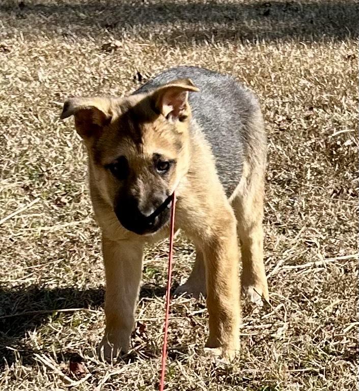 Enlarge Noah, an adopted mixed breed in Allentown, NJ image 2/5