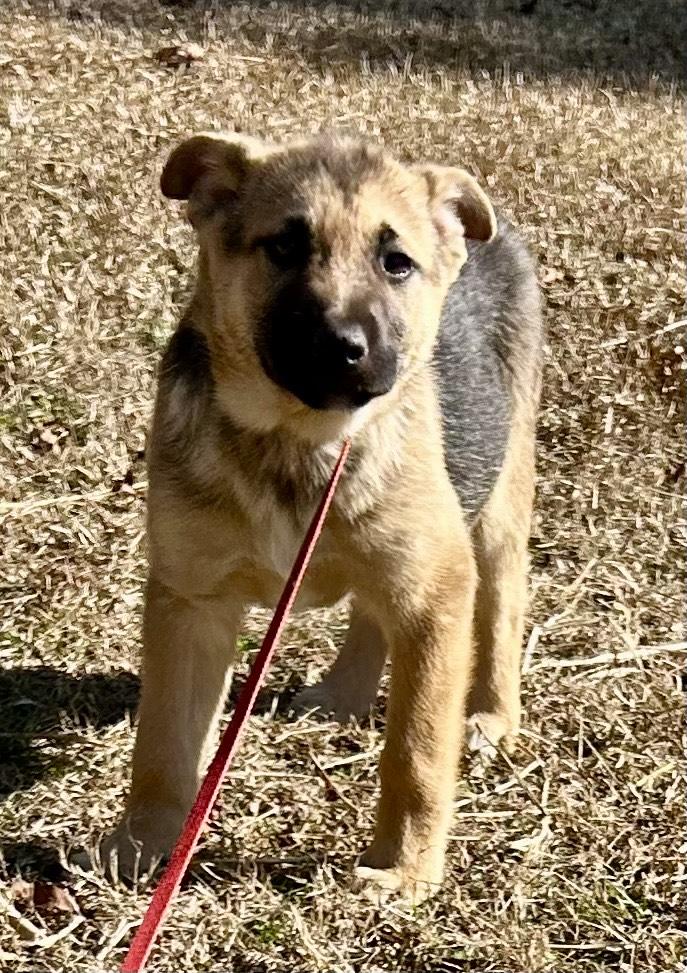 Enlarge Noah, an adopted mixed breed in Allentown, NJ image 5/5