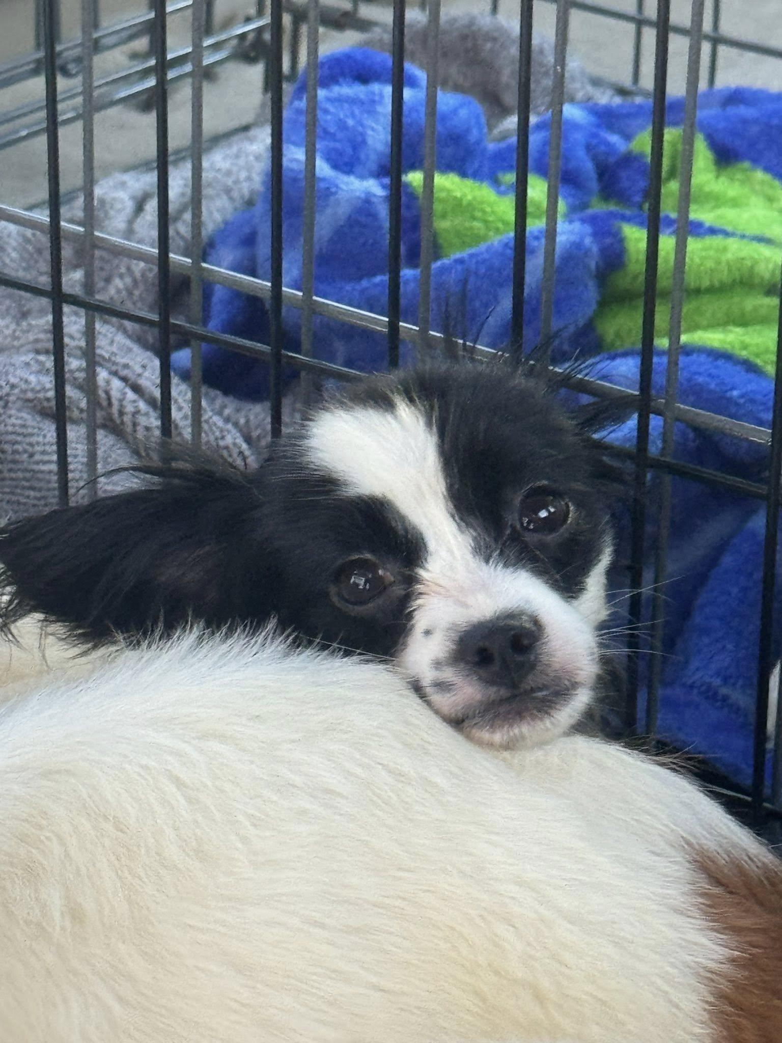 Bo Peep, Adopted, Puppy Female Papillon & Mixed Breed.