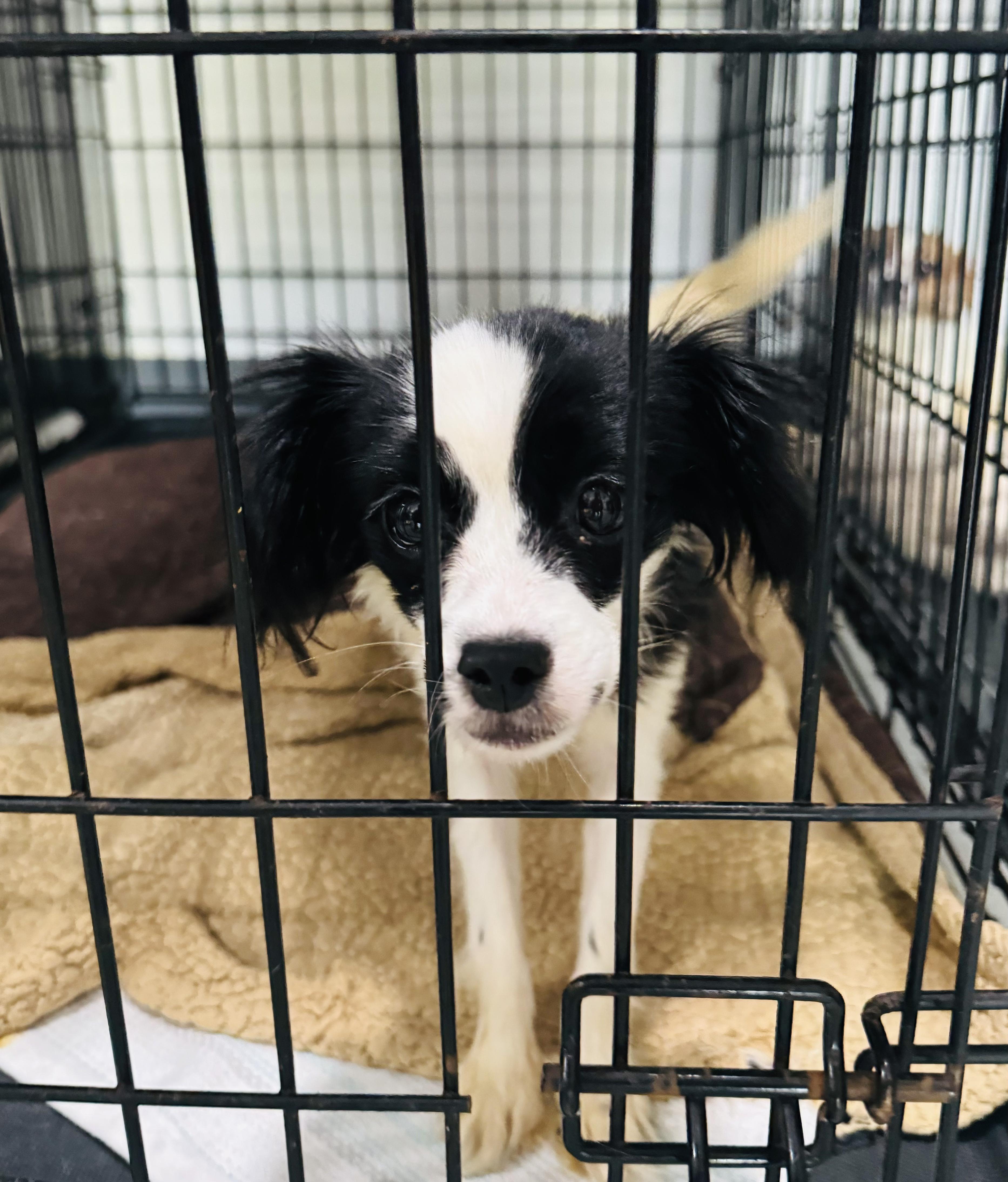 Bo Peep, a Adopted mixed breed in Palm City, FL image 2/2