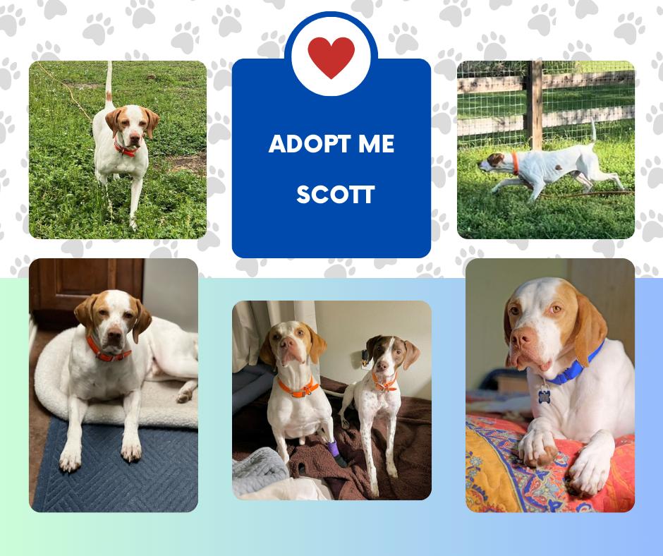 Dog for adoption Scott (TX), an English Pointer in Bridgeton, NJ Petfinder