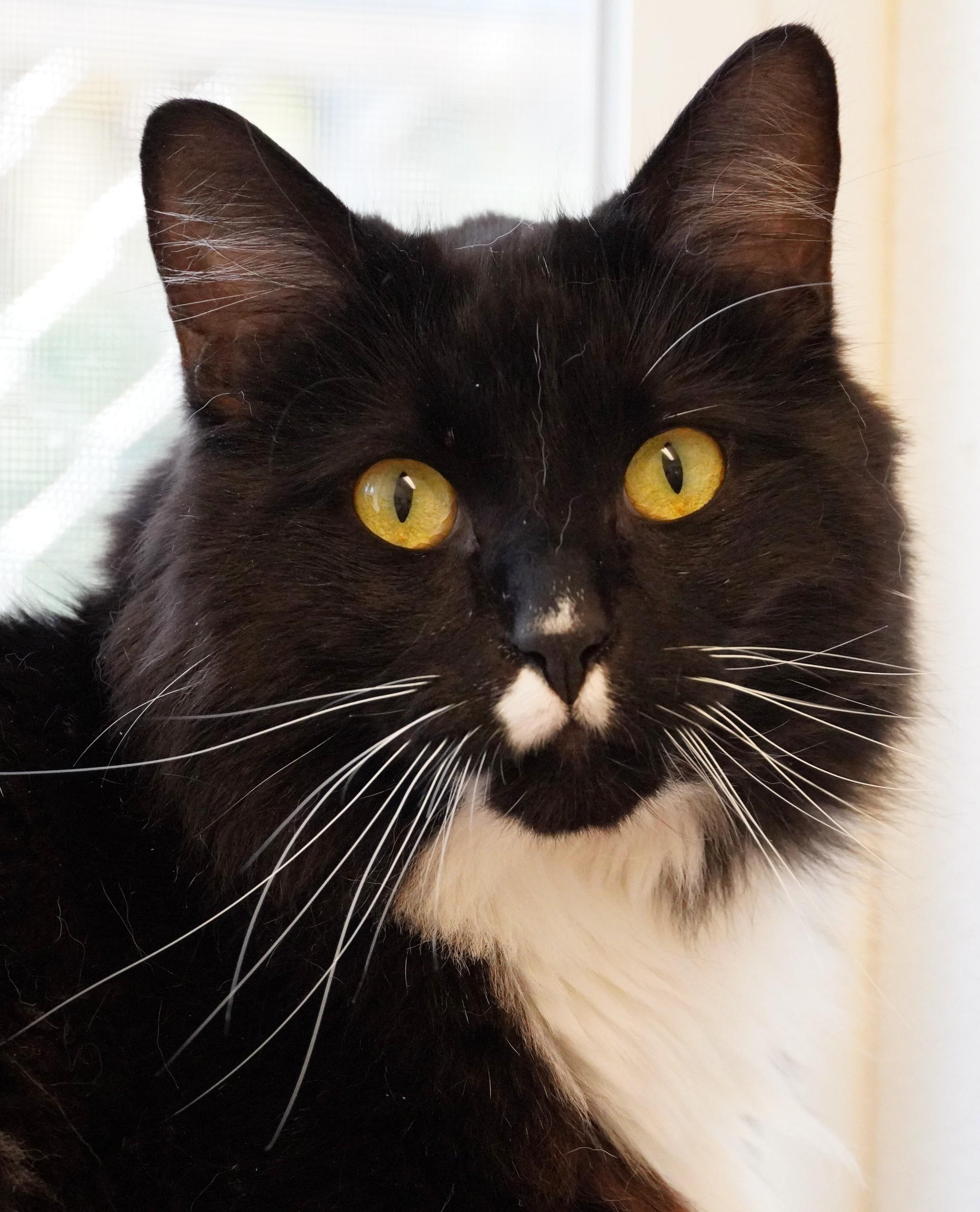 Enlarge Eddie Vedder, a ADOPTABLE Domestic Long Hair in Grants Pass, OR image 1/2