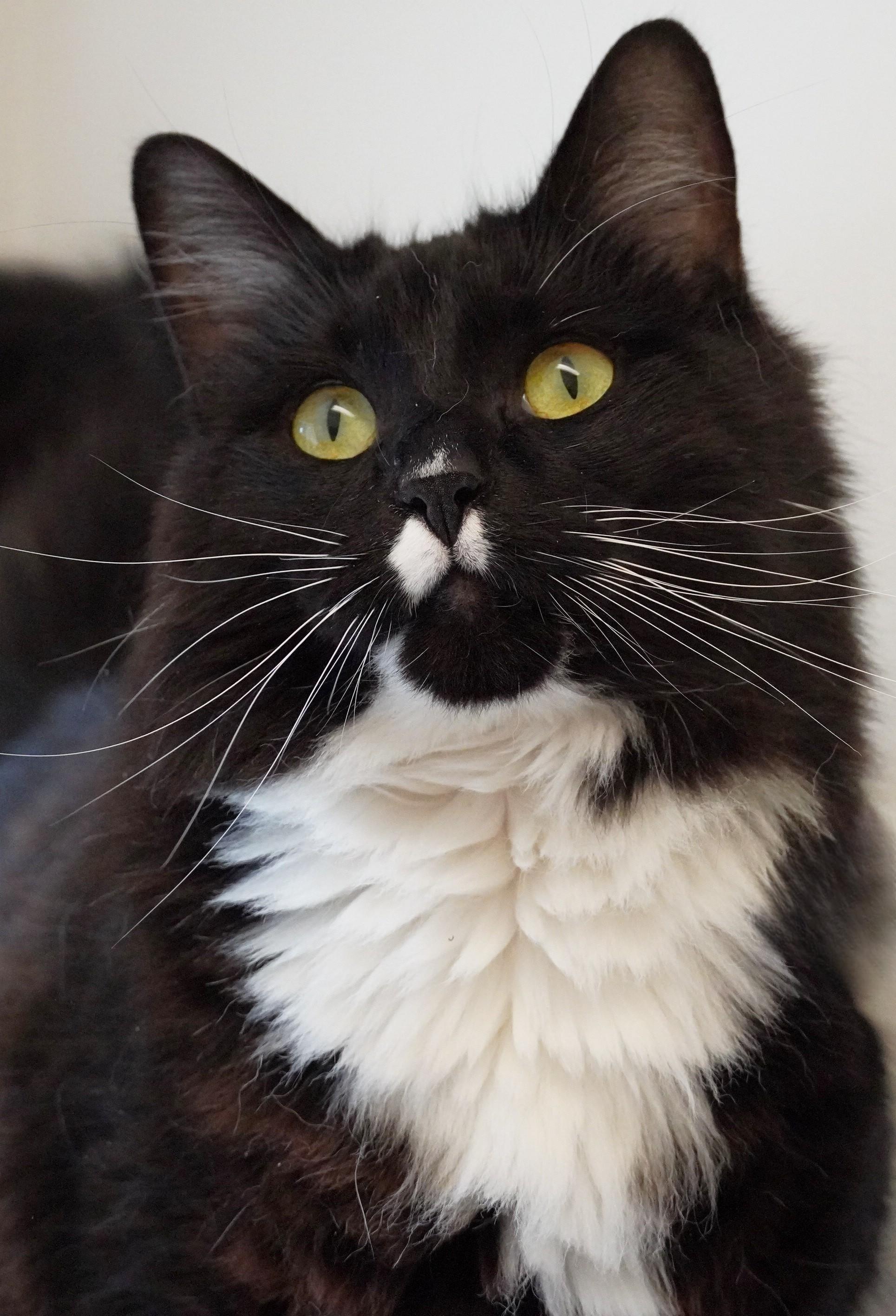 Enlarge Eddie Vedder, a ADOPTABLE Domestic Long Hair in Grants Pass, OR image 2/2
