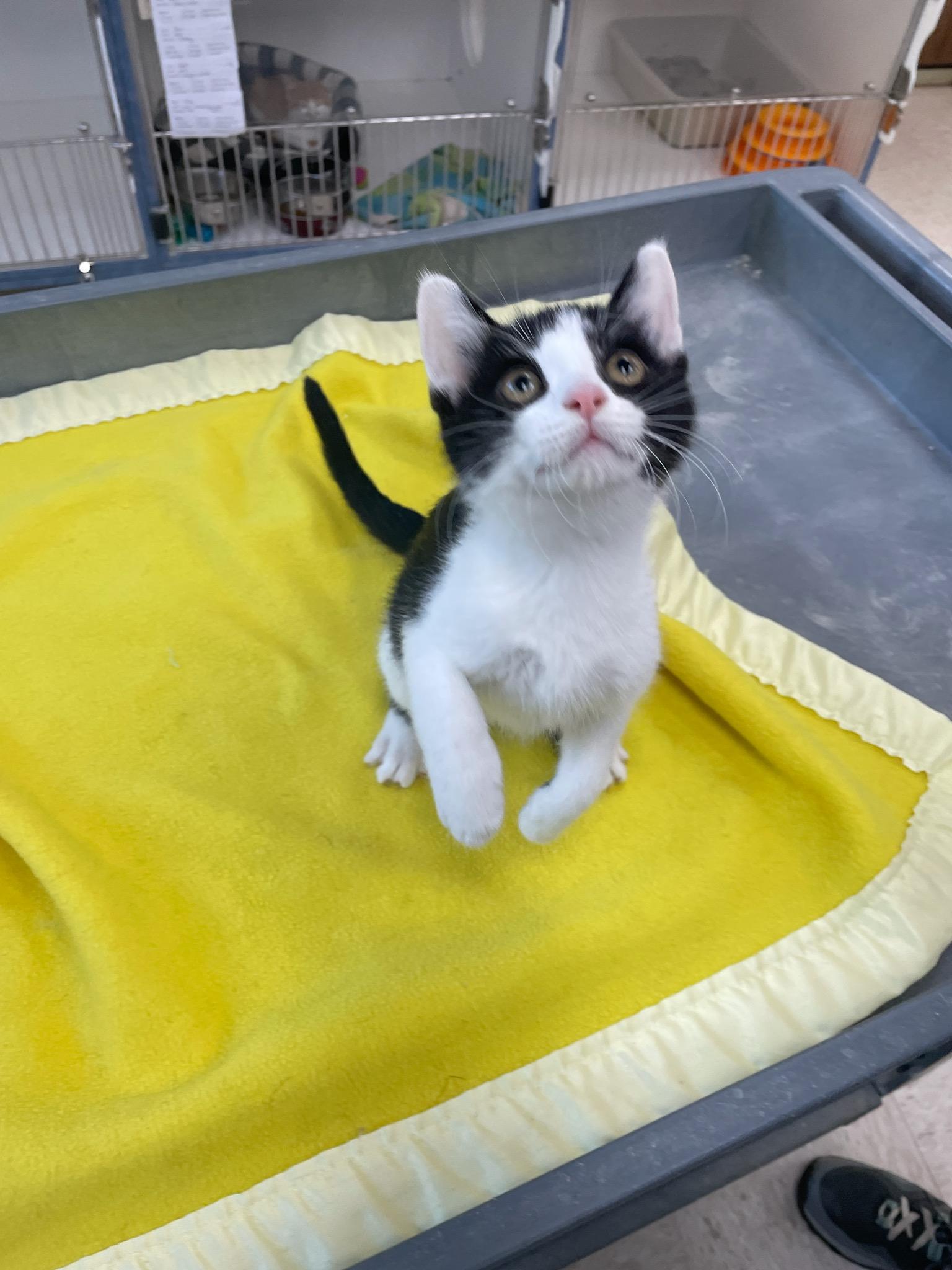 Cove, an adopted Domestic Short Hair in Neillsville, WI image 5/5