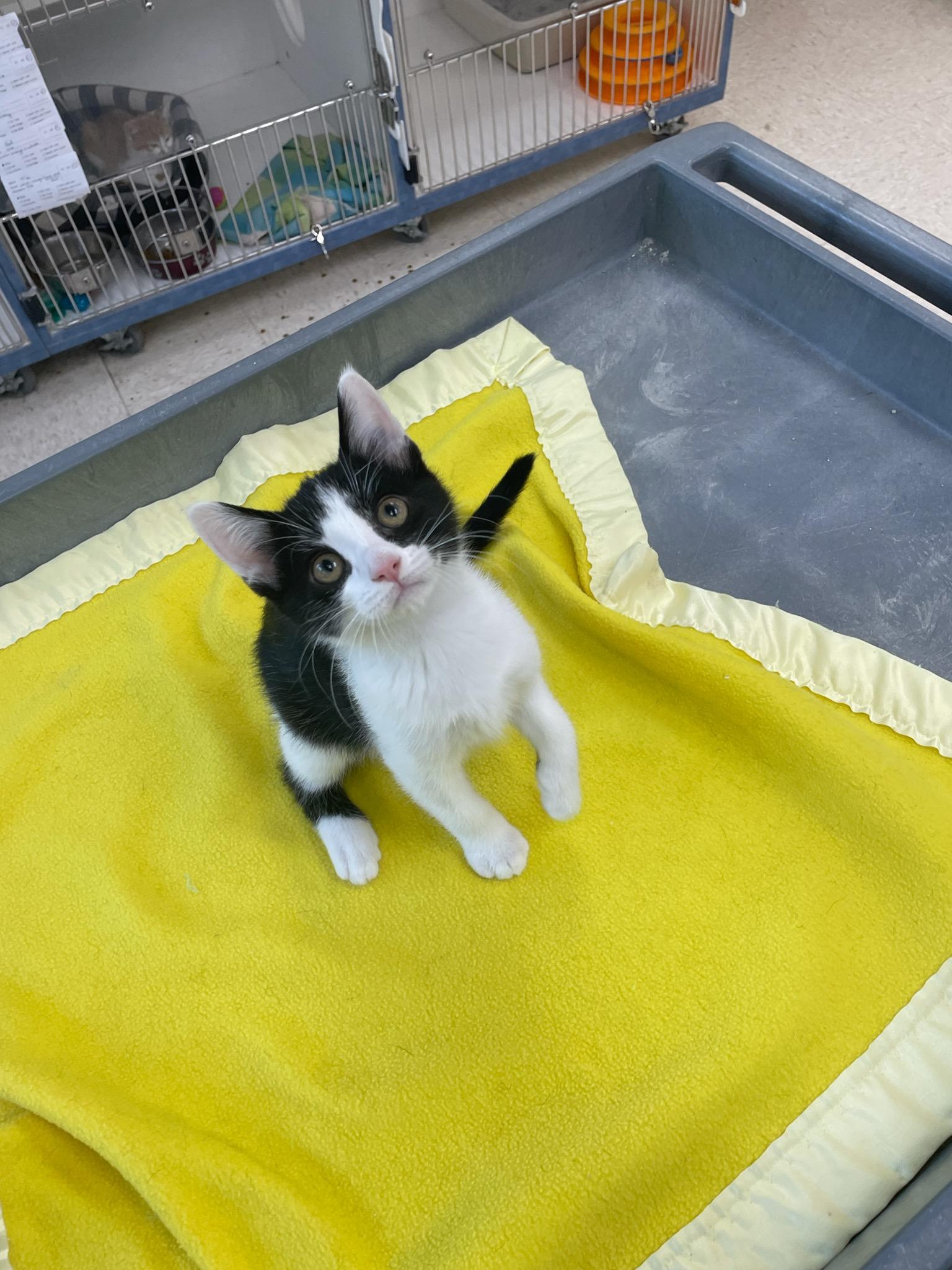 Cove, an adopted Domestic Short Hair in Neillsville, WI image 4/5
