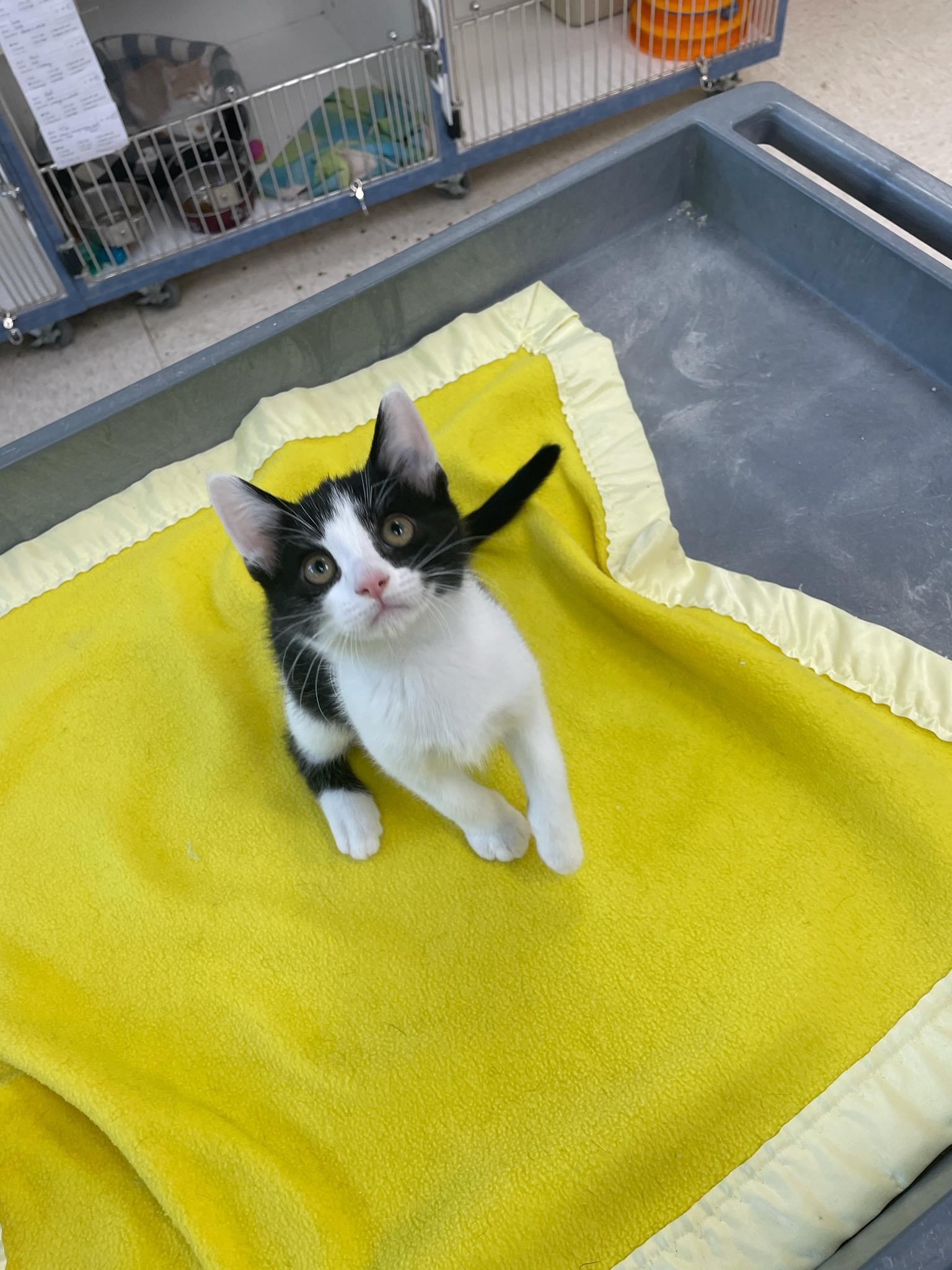 Cove, adopted, Kitten Male Domestic Short Hair.