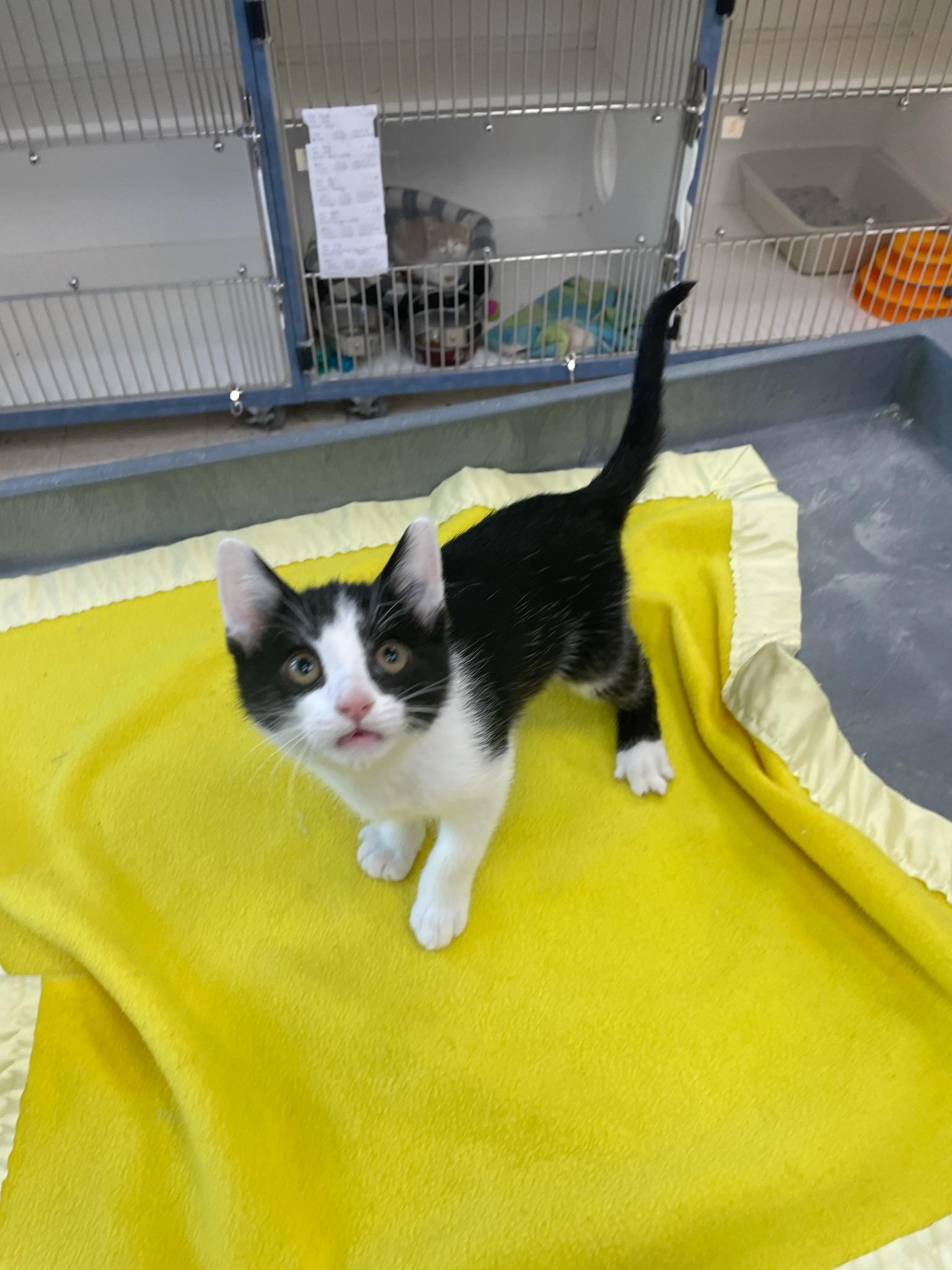 Cove, an adopted Domestic Short Hair in Neillsville, WI image 2/5
