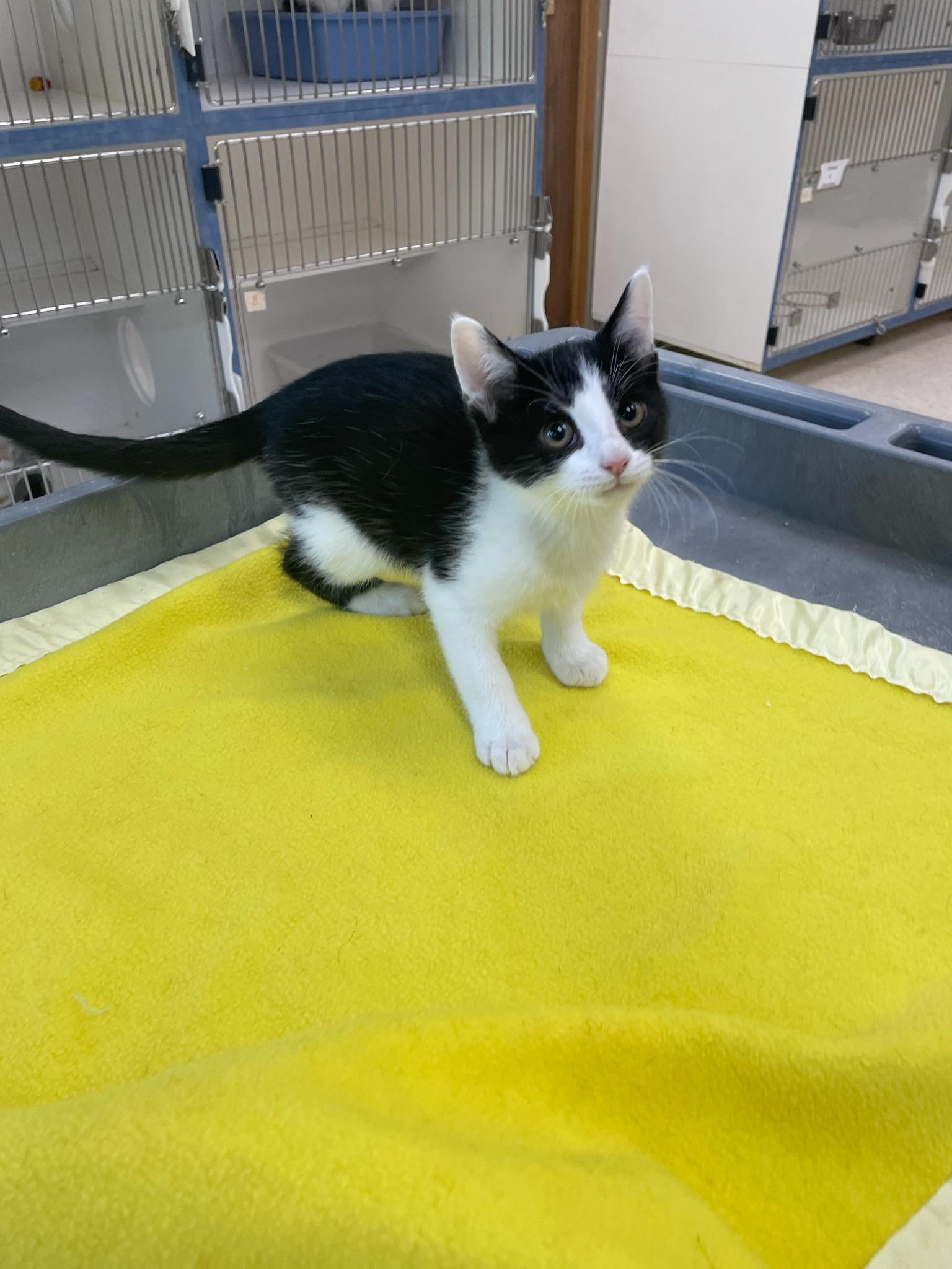 Cove, an adopted Domestic Short Hair in Neillsville, WI image 3/5