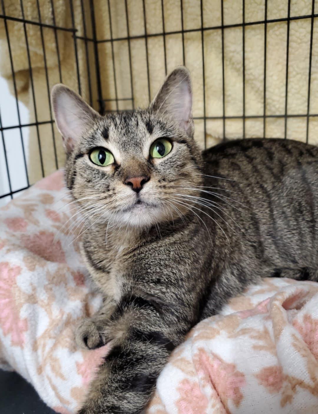 Enlarge Maya, a ADOPTABLE Domestic Short Hair in Marseilles, IL image 1/1