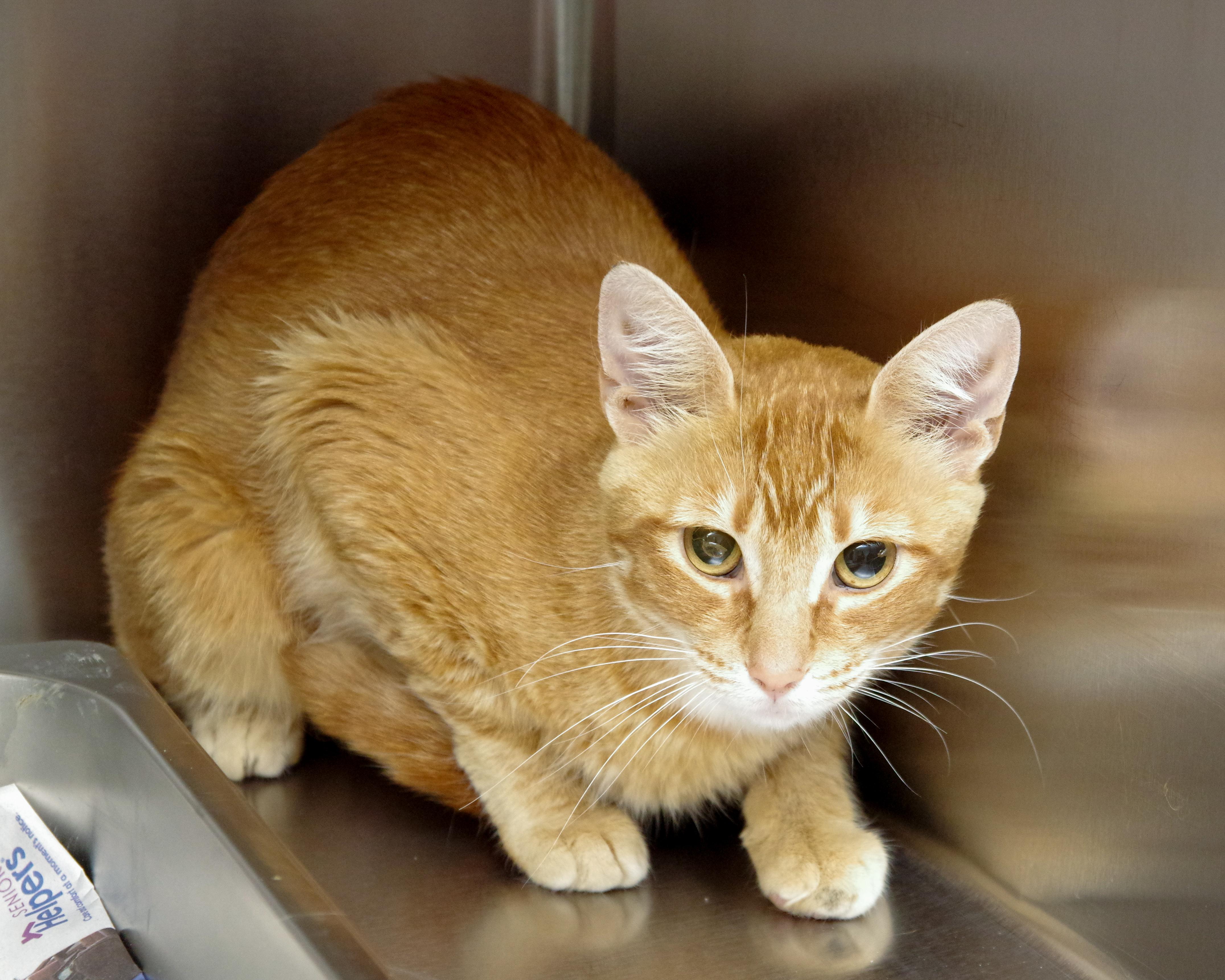 June, an adopted American Shorthair in Scituate, MA image 2/3