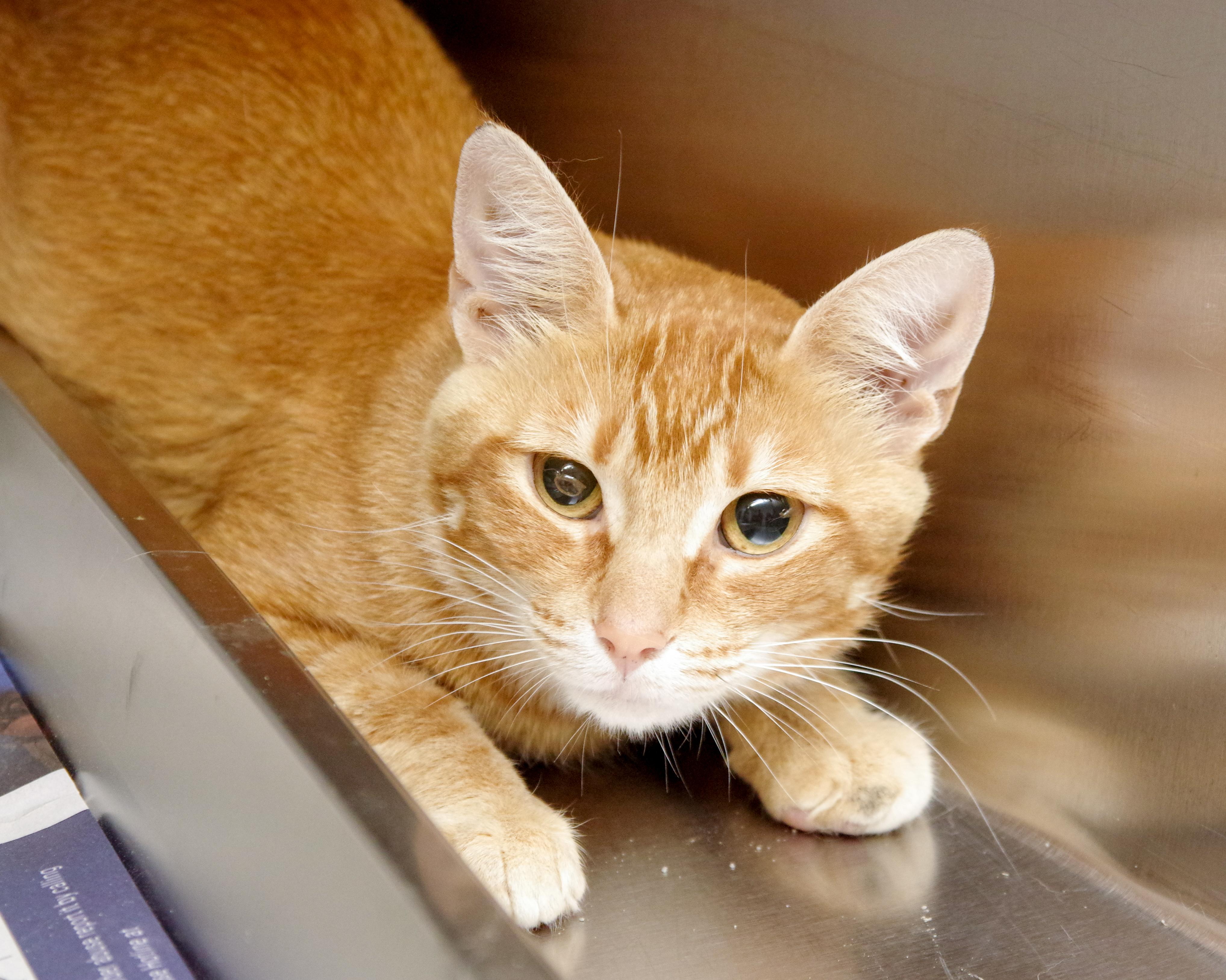 June, an adopted American Shorthair in Scituate, MA image 3/3
