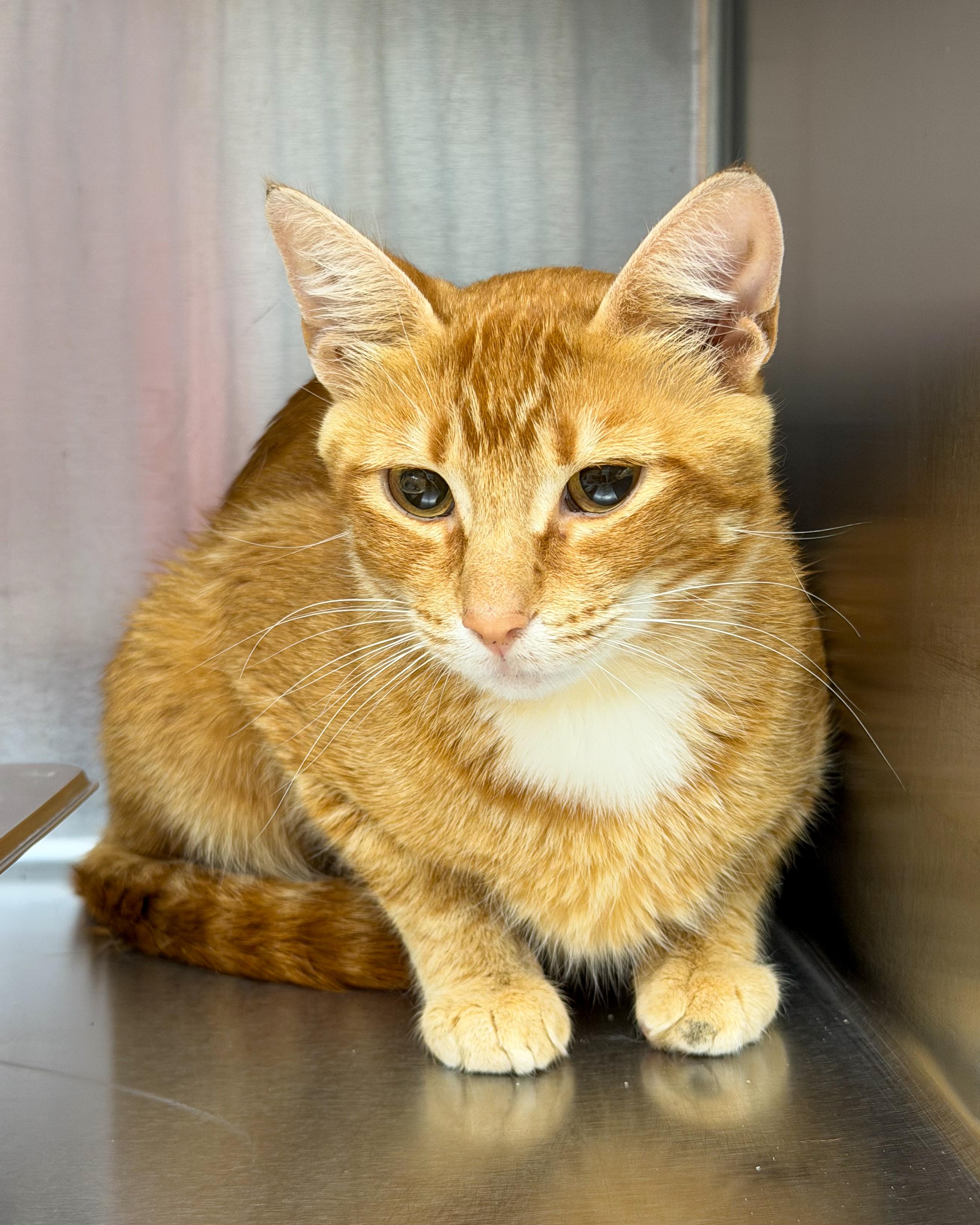 June, adopted, Young Female American Shorthair.
