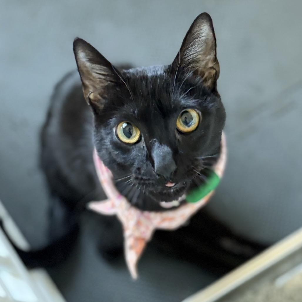 Enlarge Faith, a Adoptable Domestic Short Hair in Tampa, FL image 1/6