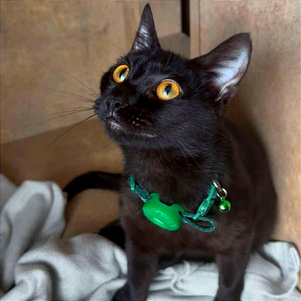 Faith, Adoptable, Adult Female Domestic Short Hair.