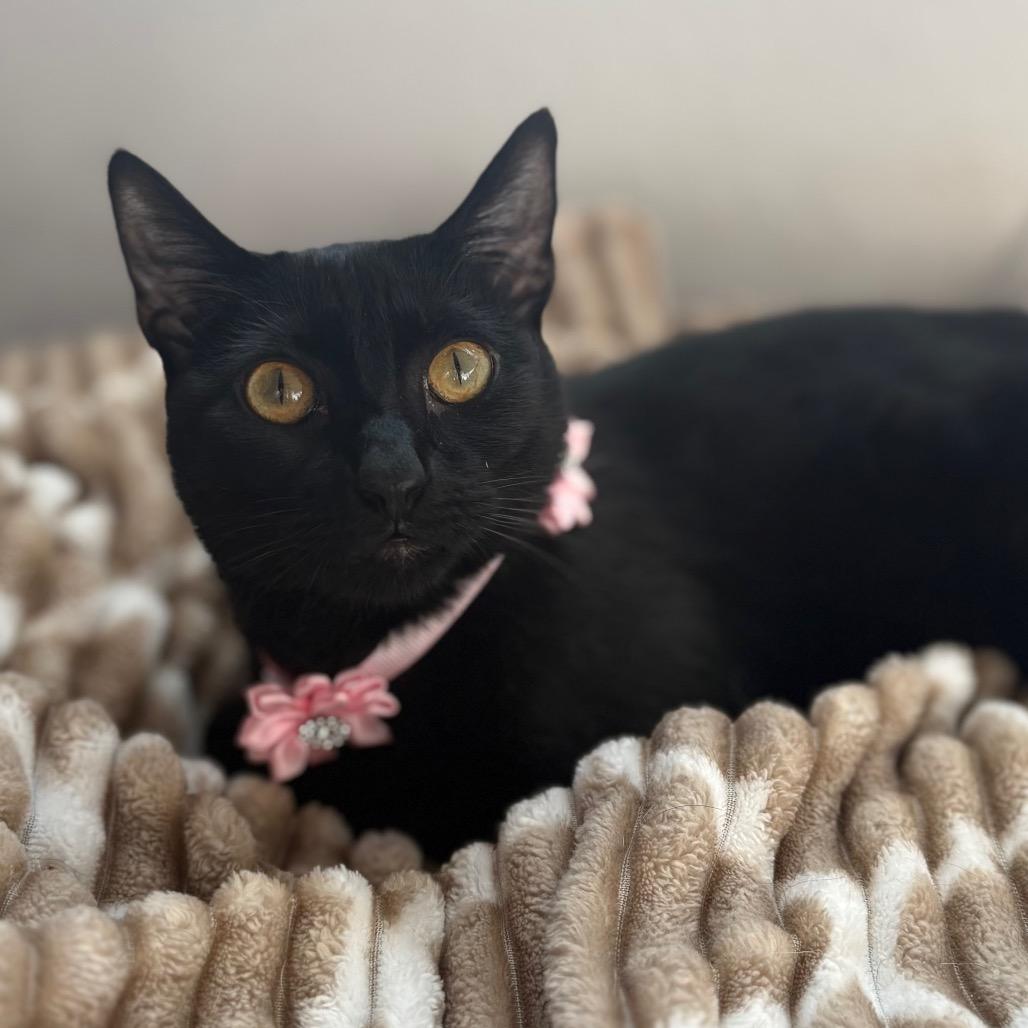 Faith, a Adoptable Domestic Short Hair in Tampa, FL image 2/6