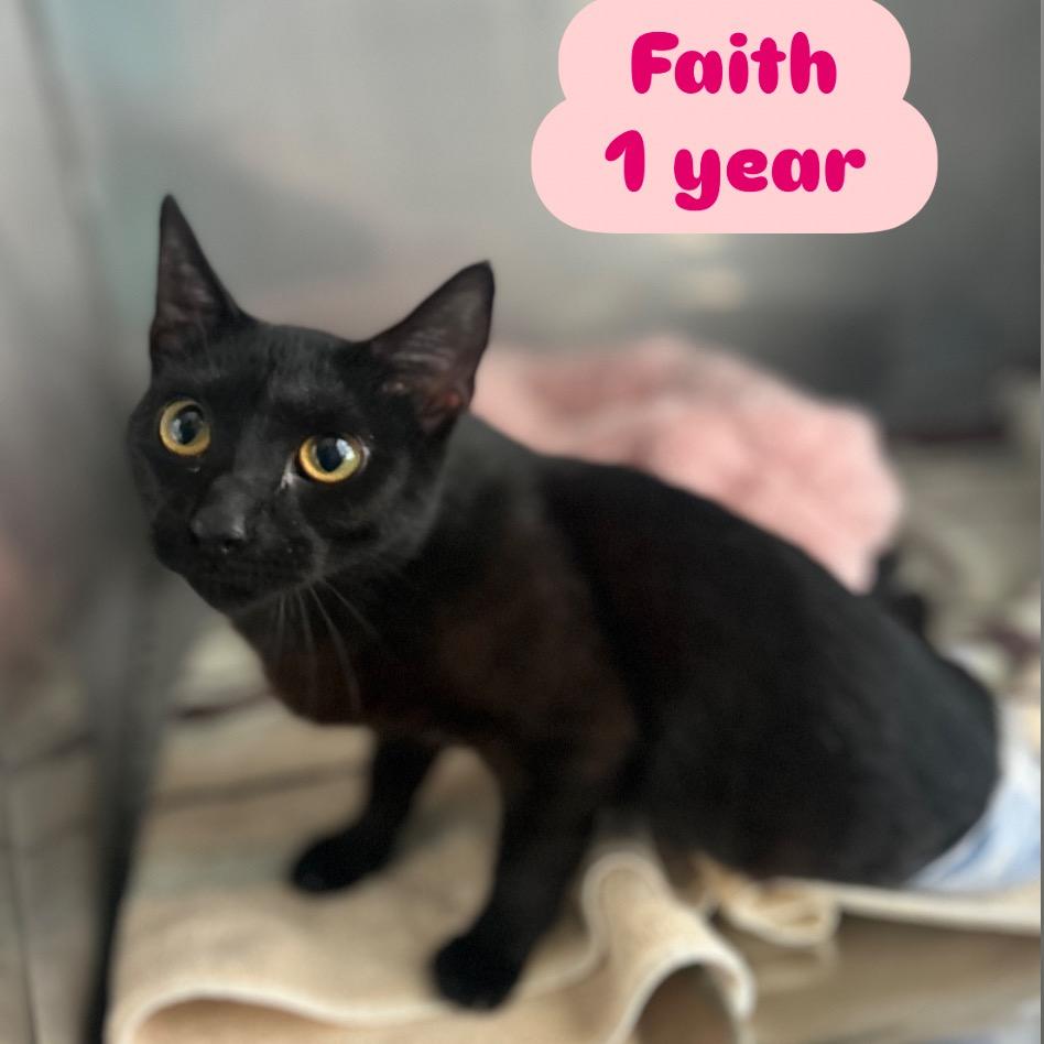 Enlarge Faith, a Adoptable Domestic Short Hair in Tampa, FL image 2/6