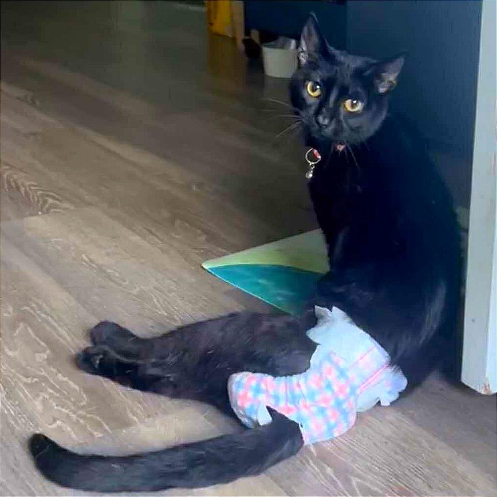 Enlarge Faith, a Adoptable Domestic Short Hair in Tampa, FL image 3/6